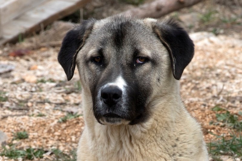 Anadolu Çoban Köpeğinde Yüksek Miktarda Kurt DNA’sı Bulundu