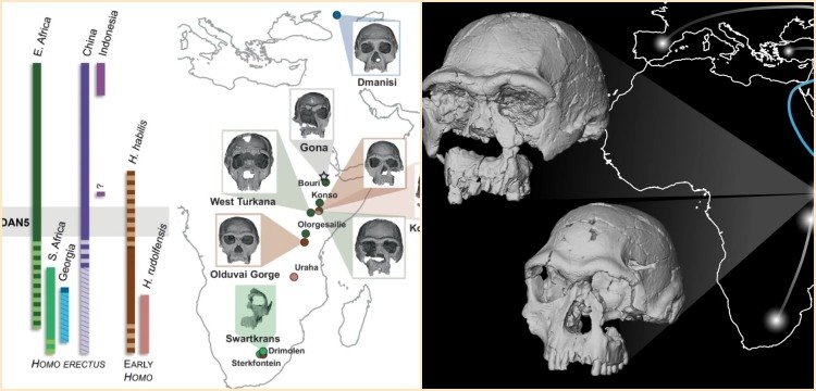 Bir Milyon 600 Bin Yıllık Homo Erectus Yüzü ve Afrika'daki İnsansı Türlerin Çeşitliliği