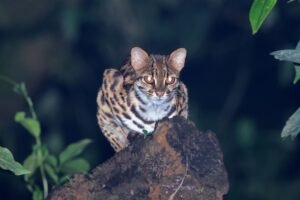 Evcil Kediler, İnsanlarla Yaşayan İlk Kedigiller Değildi