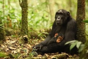 10 Yıl Süren Şempanze Savaşında Galip Taraf Bolluğa Kavuştu