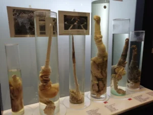 Evrimin Yaratıcı Tasarımı: Hayvanlardaki Penis Çeşitliliğinin Sırrı