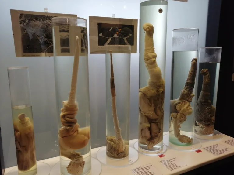 Evrimin Yaratıcı Tasarımı: Hayvanlardaki Penis Çeşitliliğinin Sırrı