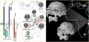 Bir Milyon 600 Bin Yıllık Homo Erectus Yüzü ve Afrika’daki İnsansı Türlerin Çeşitliliği