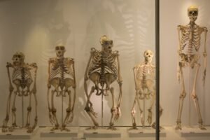 Hominin ve Hominid Arasındaki Fark Nedir?
