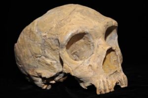 Bizimle Sevişmek Neandertallerin Sonunu Nasıl Getirdi?
